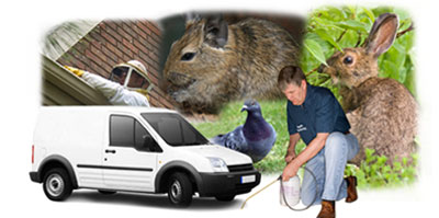 Collier Row local van